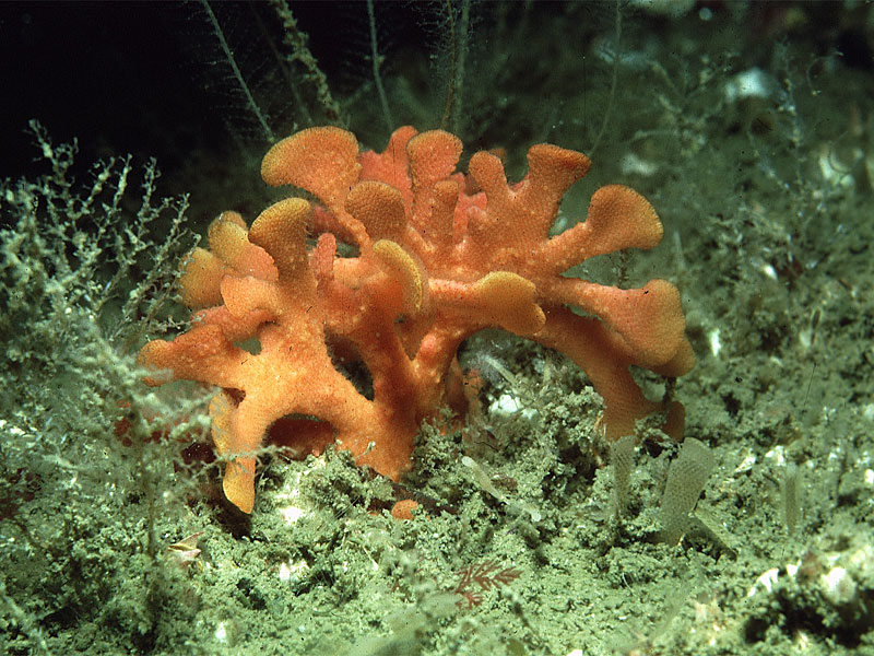 Porella compressa